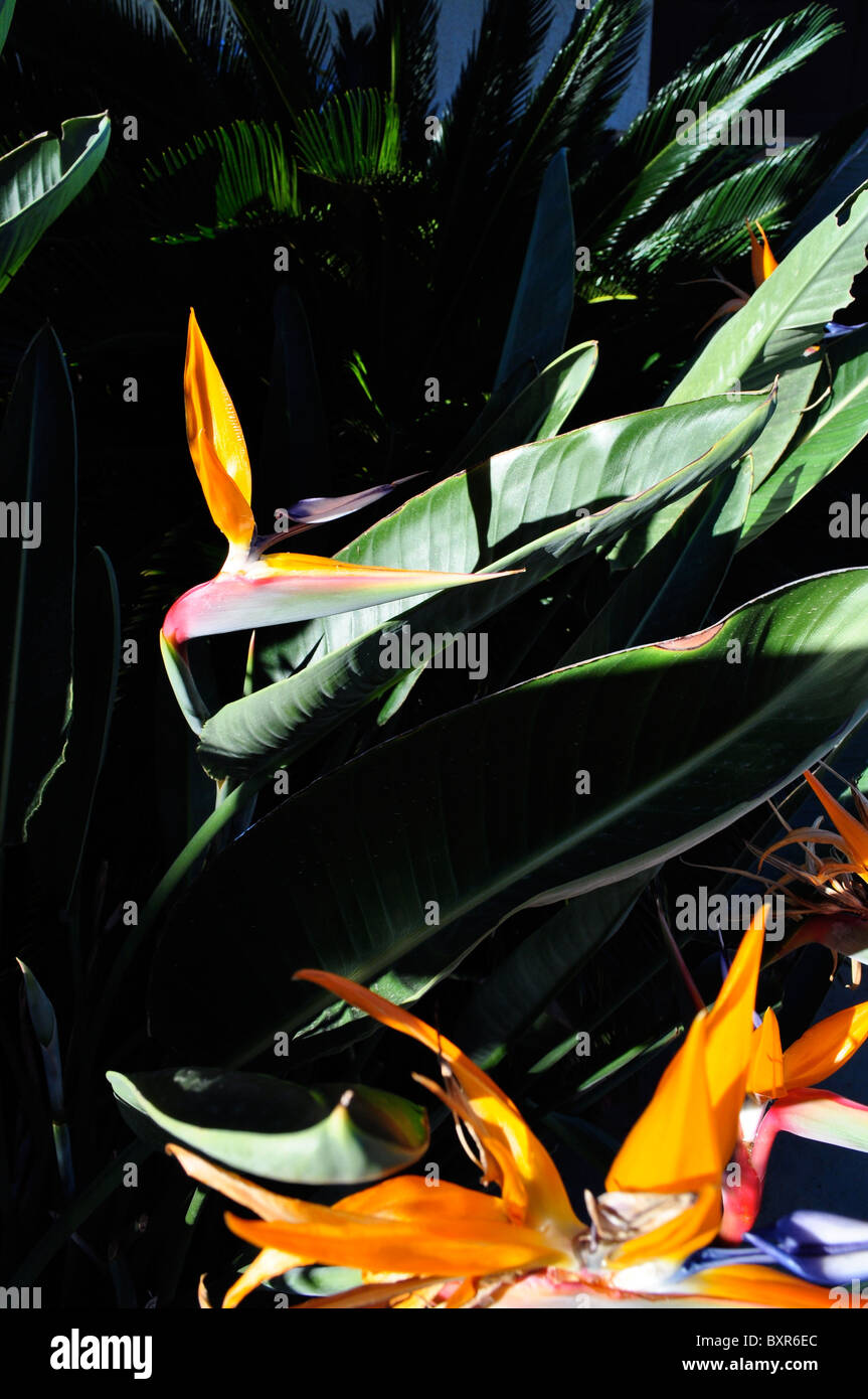 Uccello del paradiso dei fiori in inverno bloom. In California. La struttura, la simmetria e colori vividi. Foto Stock