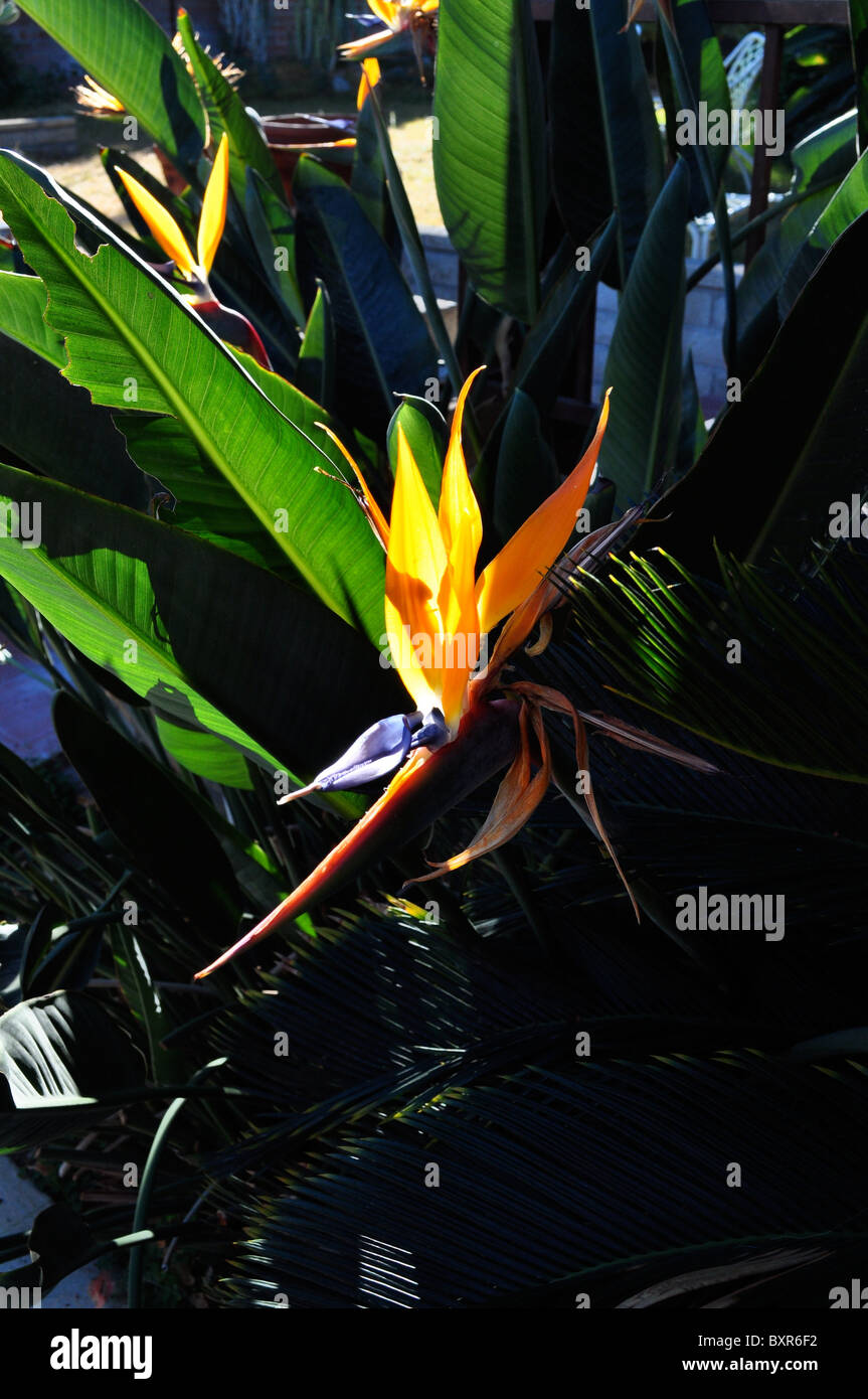 Uccello del paradiso dei fiori in inverno bloom. In California. La struttura, la simmetria e colori vividi. Foto Stock