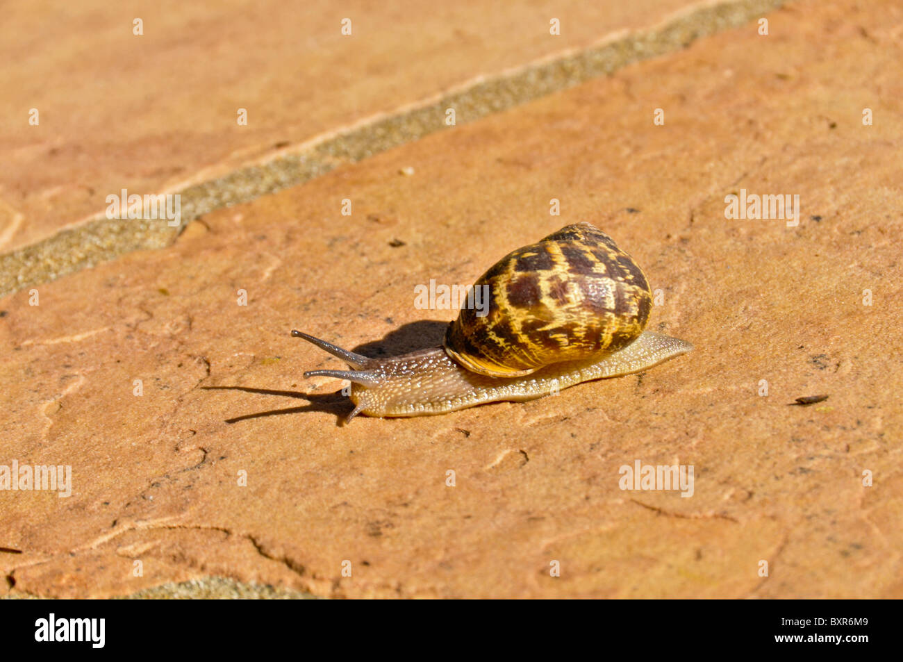 Snail strisciando sul trampolino, Ojai, California Foto Stock