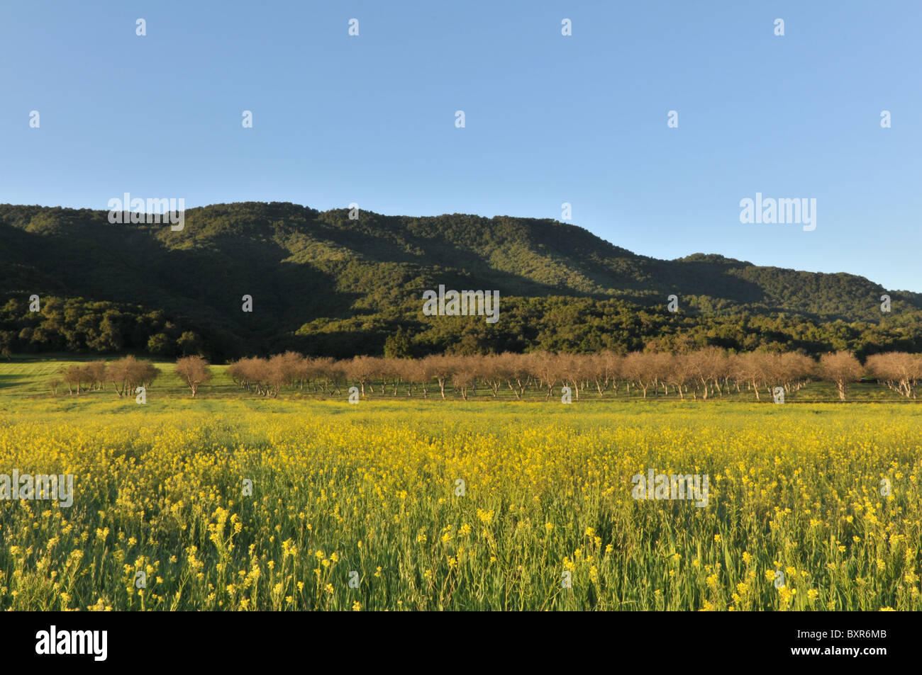 Campo con senape selvatica fiori, Orchard e colline in alto Ojai Valley, California Foto Stock