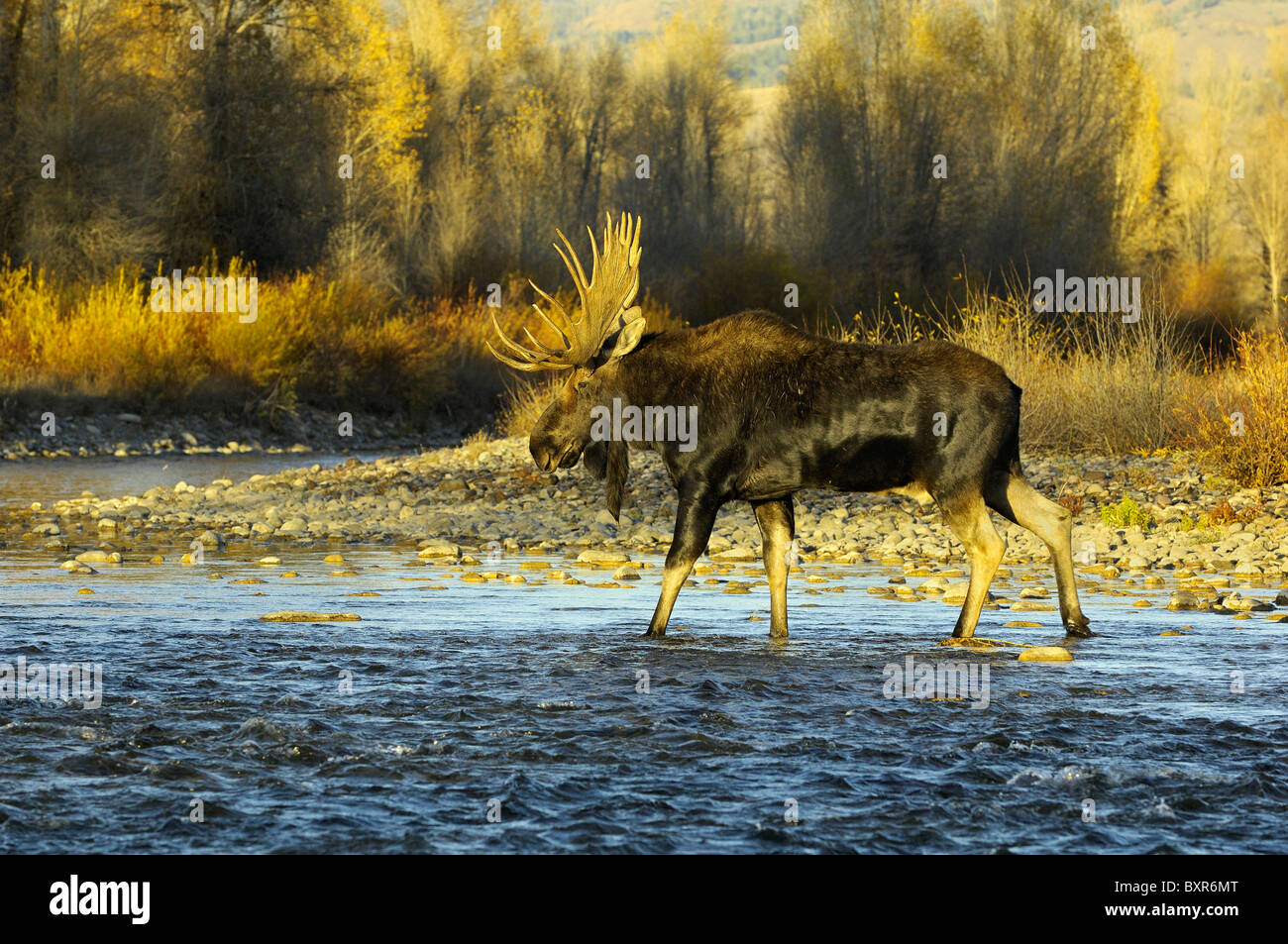 Bull Moose attraversando il Gros Ventre River nel Parco Nazionale di Grand Teton al tramonto. Foto Stock