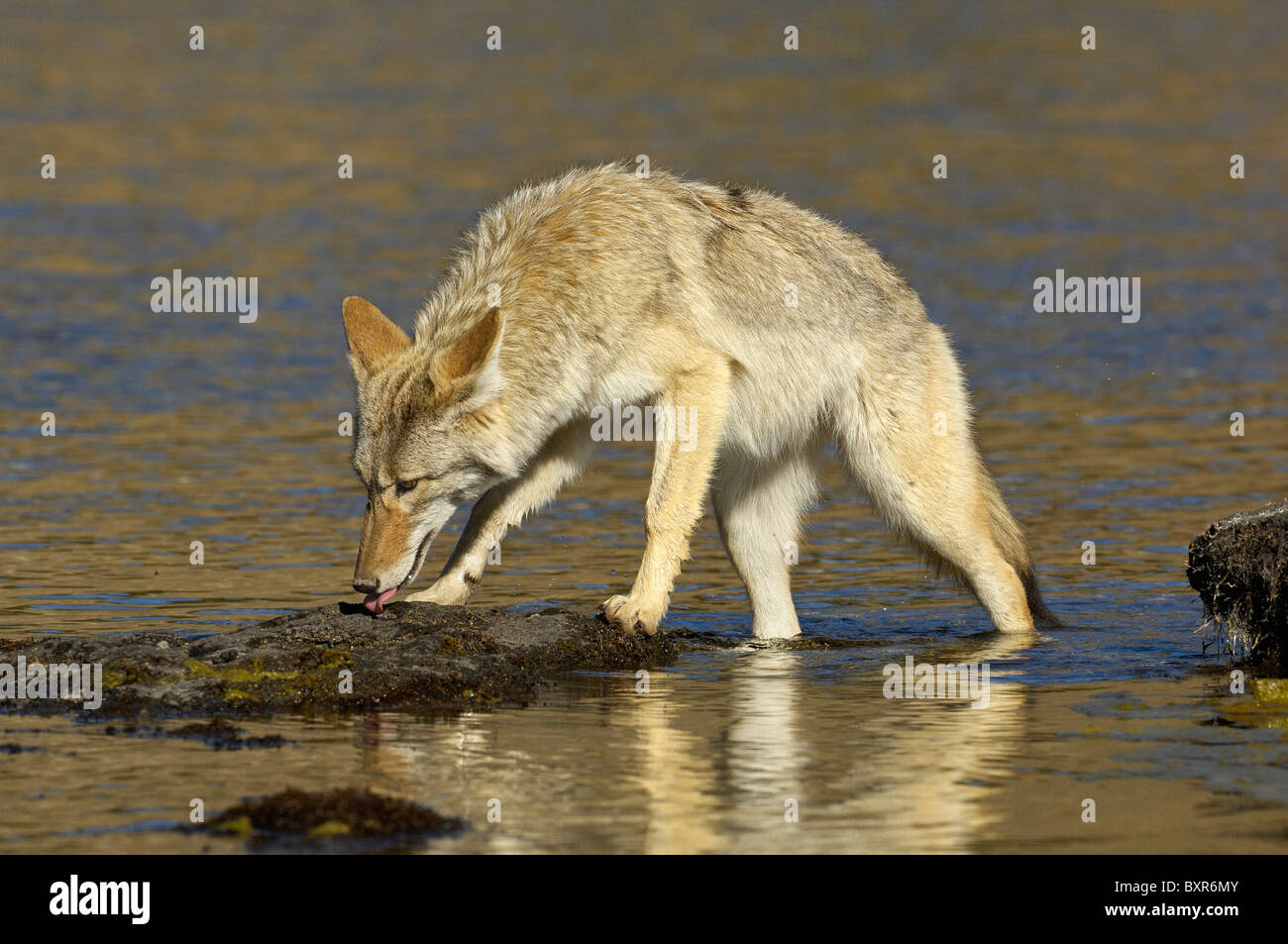 Coyote camminando attraverso le rocce su Yellowstone River Foto Stock