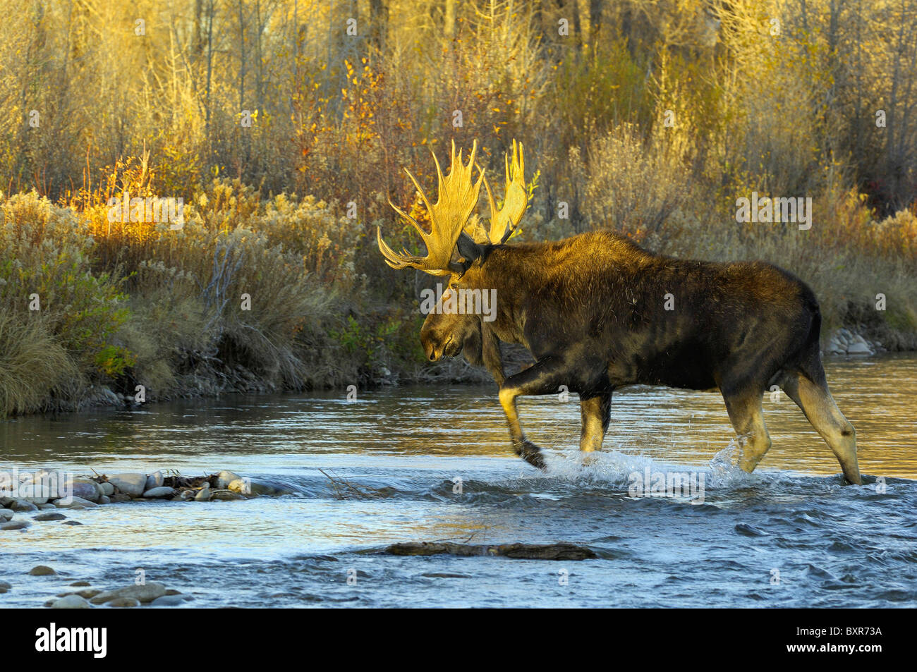 Bull Moose attraversando il Gros Ventre River nel Parco Nazionale di Grand Teton al tramonto. Foto Stock