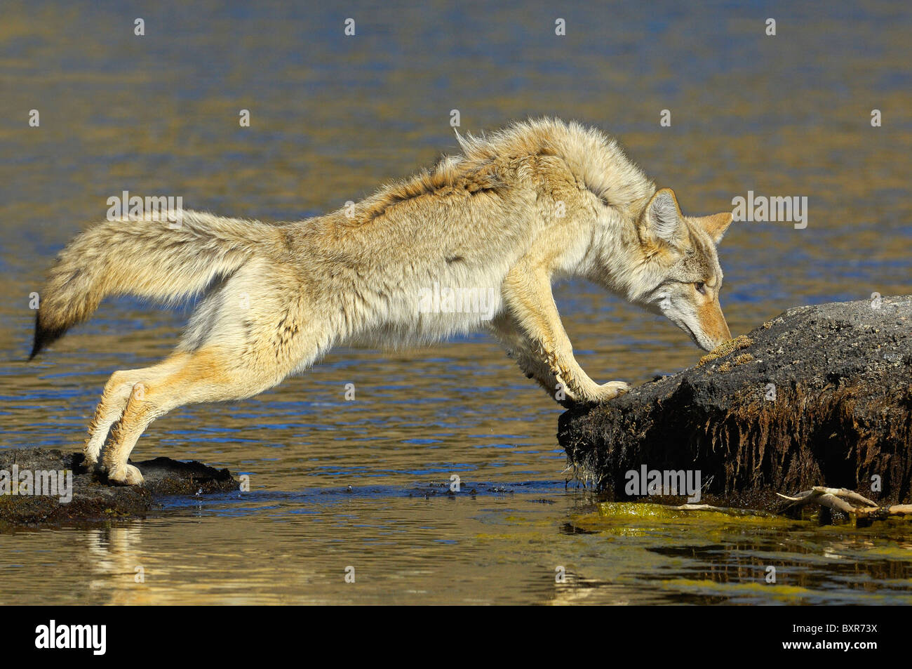 Coyote camminando attraverso le rocce su Yellowstone River Foto Stock