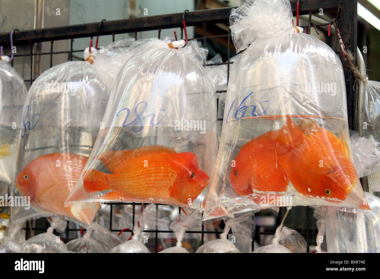 Acquario pet shop vende goldfish in sacchetti di plastica nel mercato del pesce in area su Tung Choi Street a Kowloon, Hong Kong, Cina Foto Stock