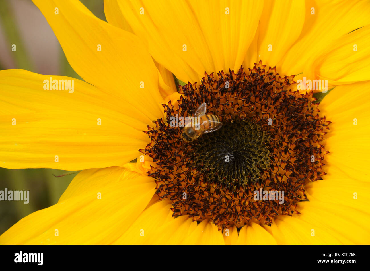 Un Ape su un girasole in Tucson, Arizona, Stati Uniti. Foto Stock