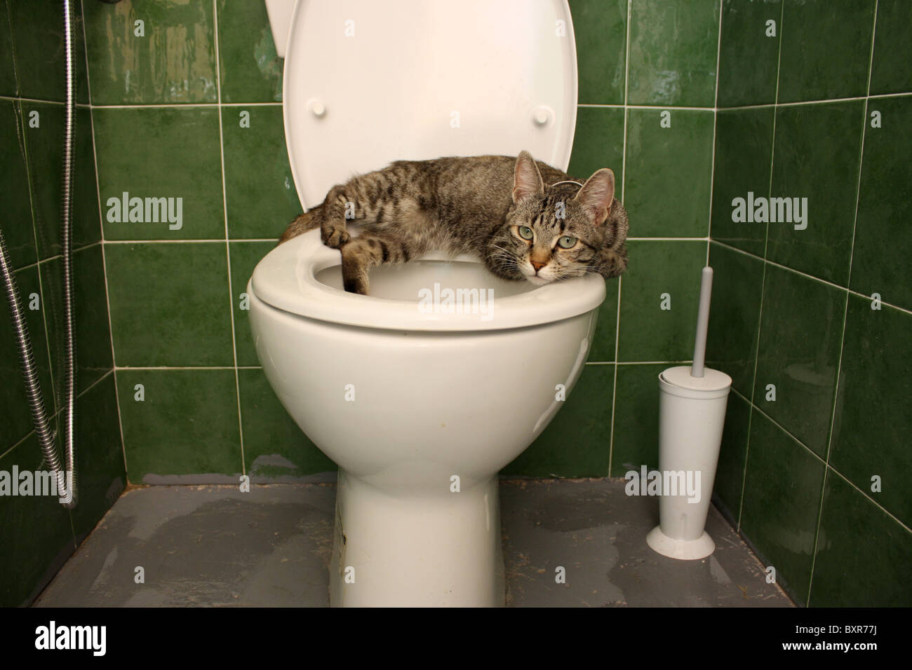 Adulto tabby cat arricciato su bianco sedile di gabinetto verde sfondo piastrellato Foto Stock
