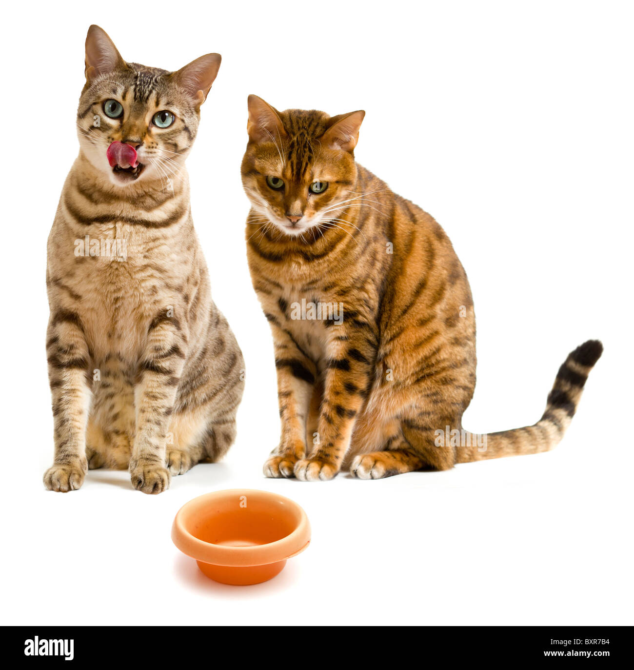 Due gatti Bengala / gattini cercando pensively in un recipiente vuoto del cibo come uno di loro lambisce le sue labbra Foto Stock