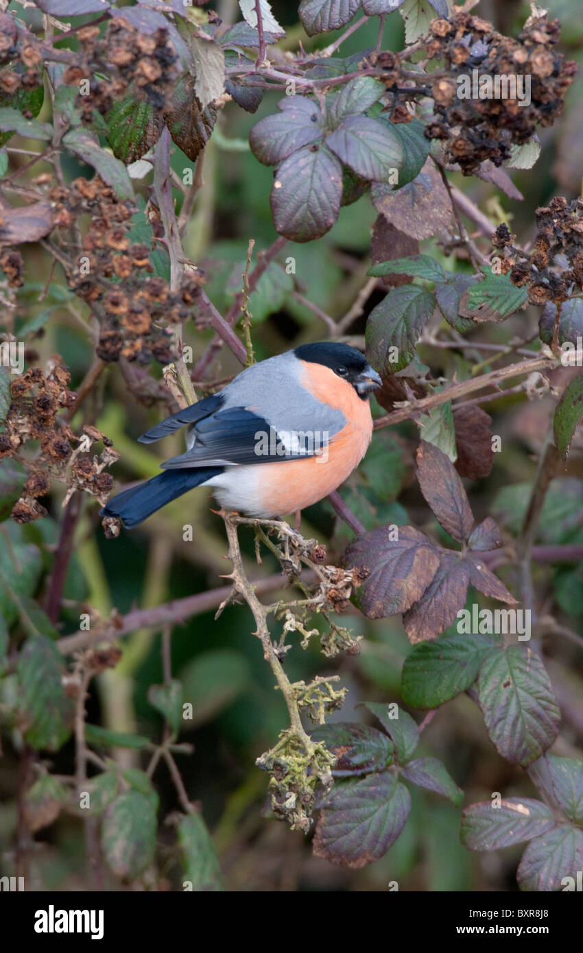 Eurasian Bullfinch maschio(Pyrrhula pyrrhula) alimentazione su rovo semi Foto Stock