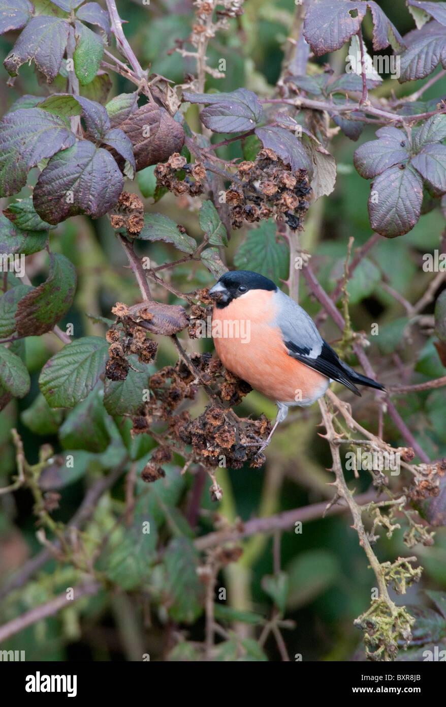 Eurasian Bullfinch maschio(Pyrrhula pyrrhula) alimentazione su rovo semi Foto Stock