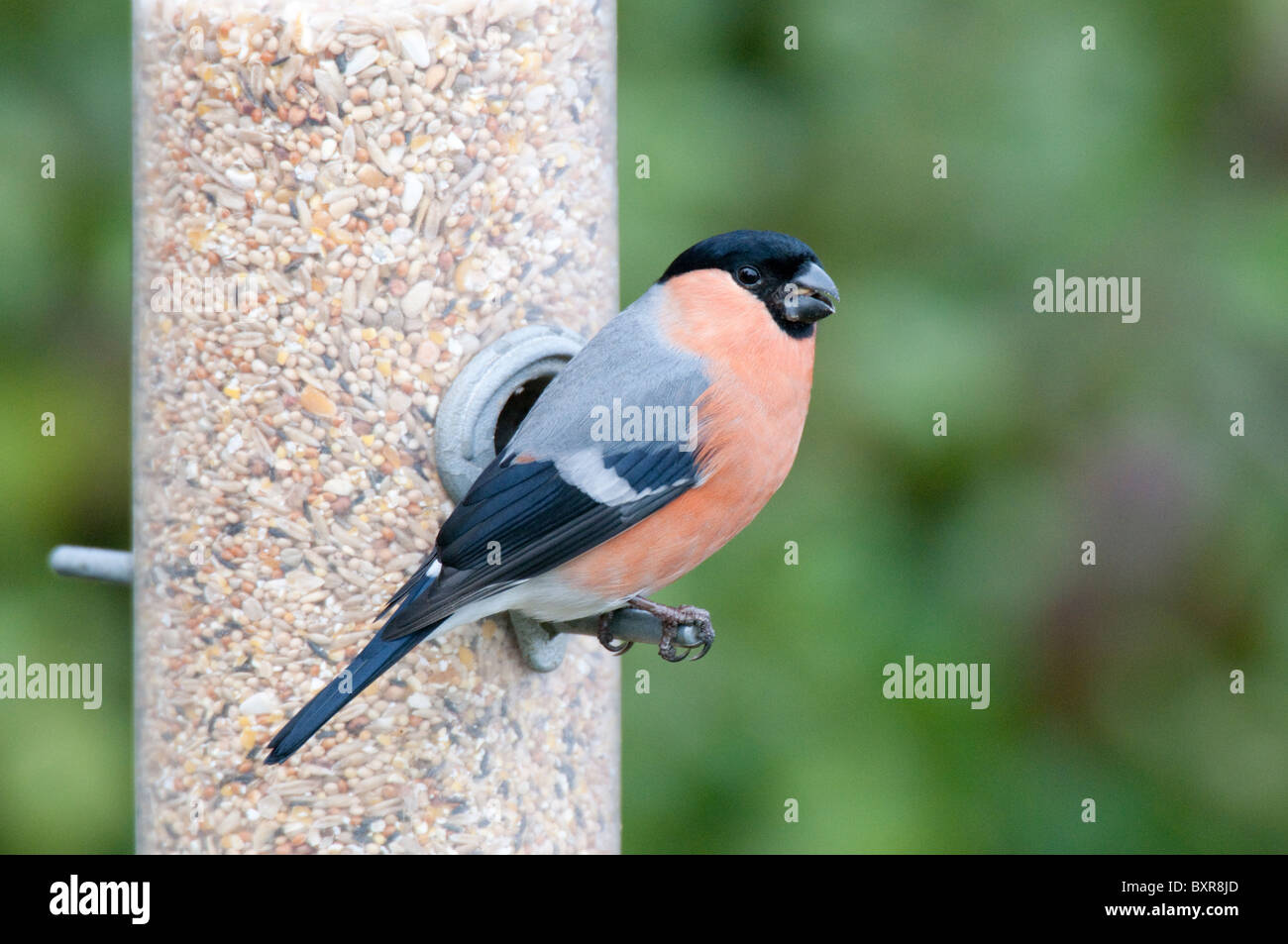 Bullfinch maschio eurasiatico (Pyrrhula pyrrrhula) che si nutre all'alimentazione degli uccelli., North Norfolk, Regno Unito Foto Stock