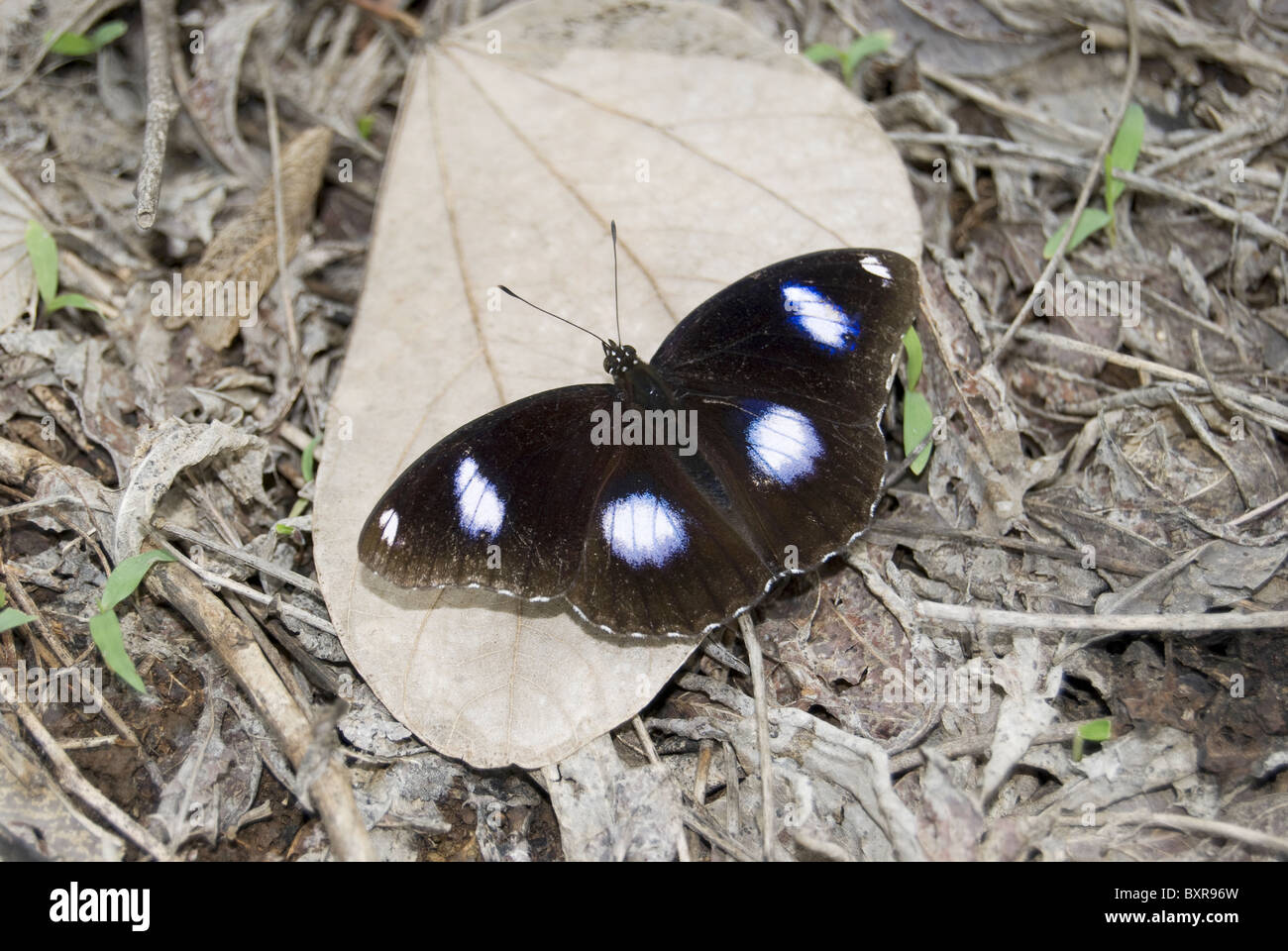 DANAID EGGFLY Hypolimnas maschio misippus maschi sono nerastro con segni distintivi di macchie bianche che sono orlate di Nymphalidae blu Foto Stock