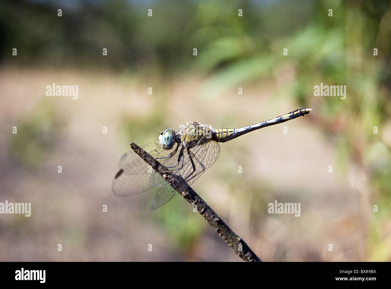 Diplacodes trivialis è una libellula della famiglia dei Libellulidae. Percher chalcy o skimmer macinato. Si trova in Cina, Giappone, India Foto Stock