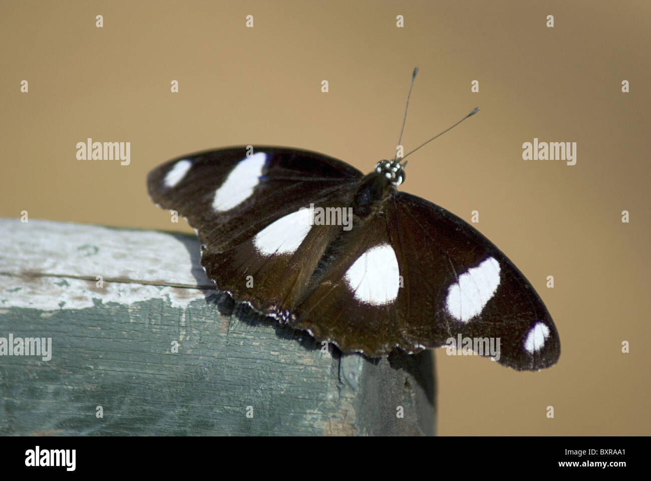 Uovo Danaid Fly, il nome scientifico della specie: Nymphaldae, Foto Stock