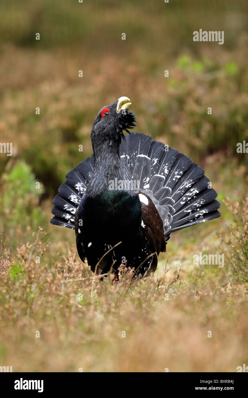 Western maschio di gallo cedrone (Tetrao urogallus) visualizzazione tra heather durante una pesante doccia a pioggia Foto Stock