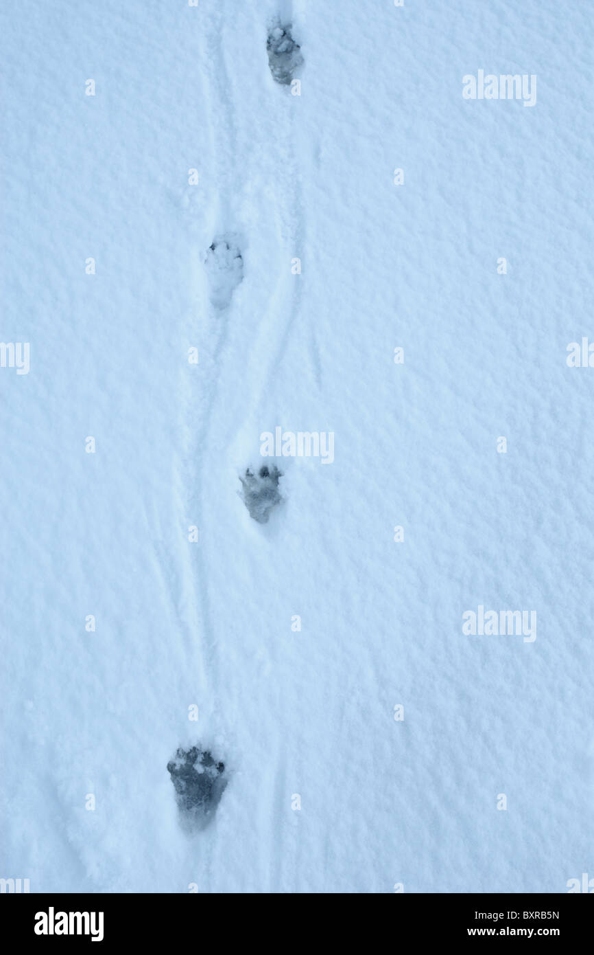 Le vie della Lontra europea (Lutra lutra) nella neve Foto Stock