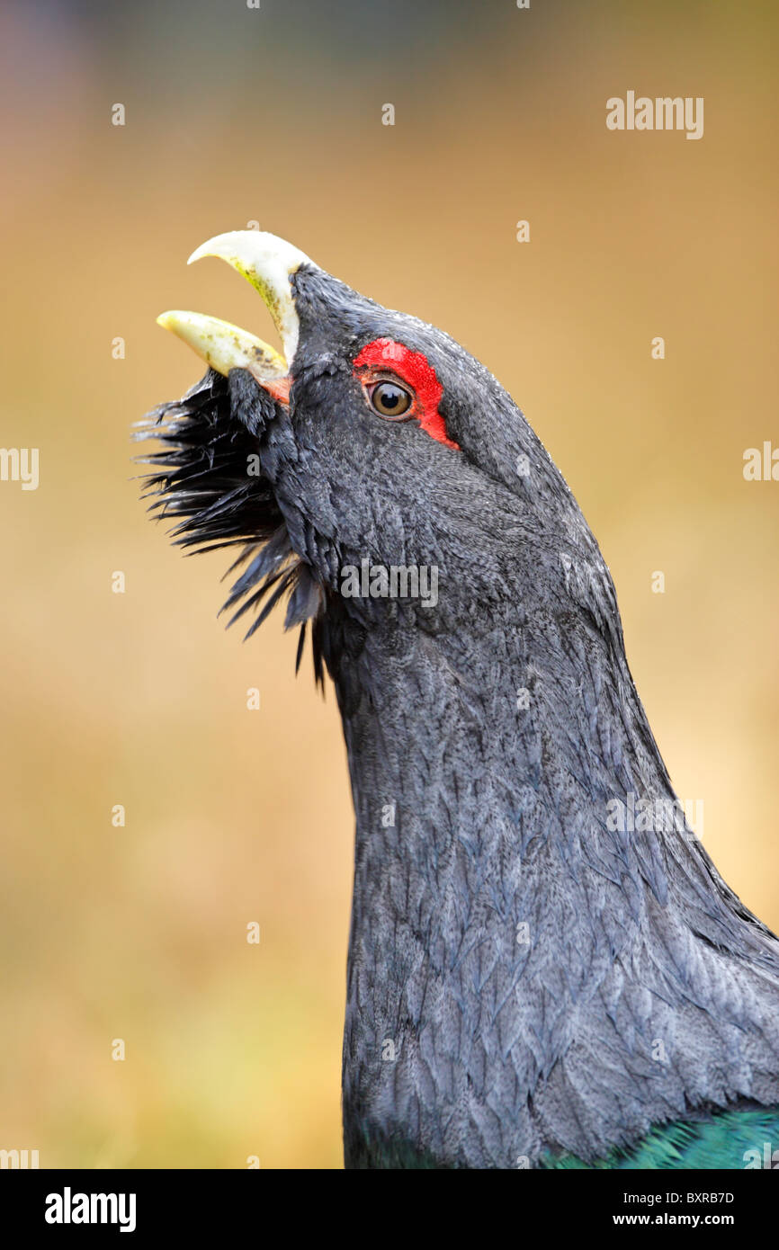 Western maschio di gallo cedrone (Tetrao urogallus) della testa e del collo per visualizzare durante la chiamata che mostra la sua barba Foto Stock