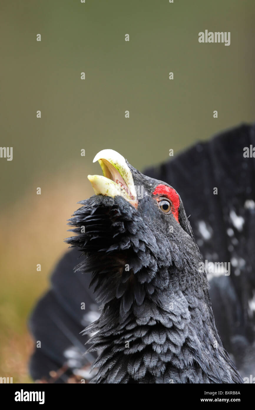 Western maschio di gallo cedrone (Tetrao urogallus) della testa e del collo per visualizzare durante la chiamata che mostra la sua barba Foto Stock