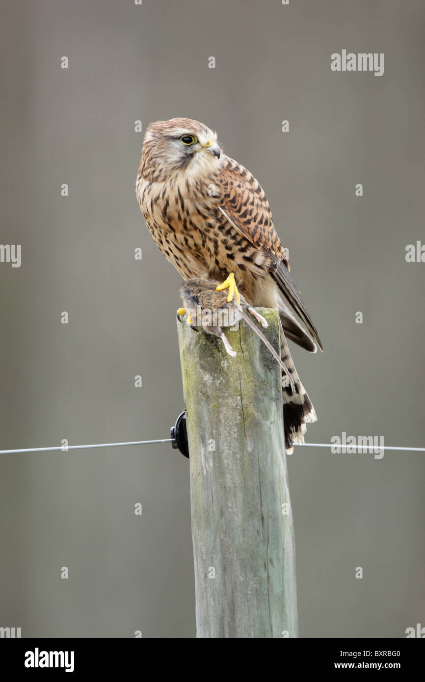 Comune Femmina gheppio (Falco tinnunculus) arroccato su di un palo da recinzione con un mouse Foto Stock