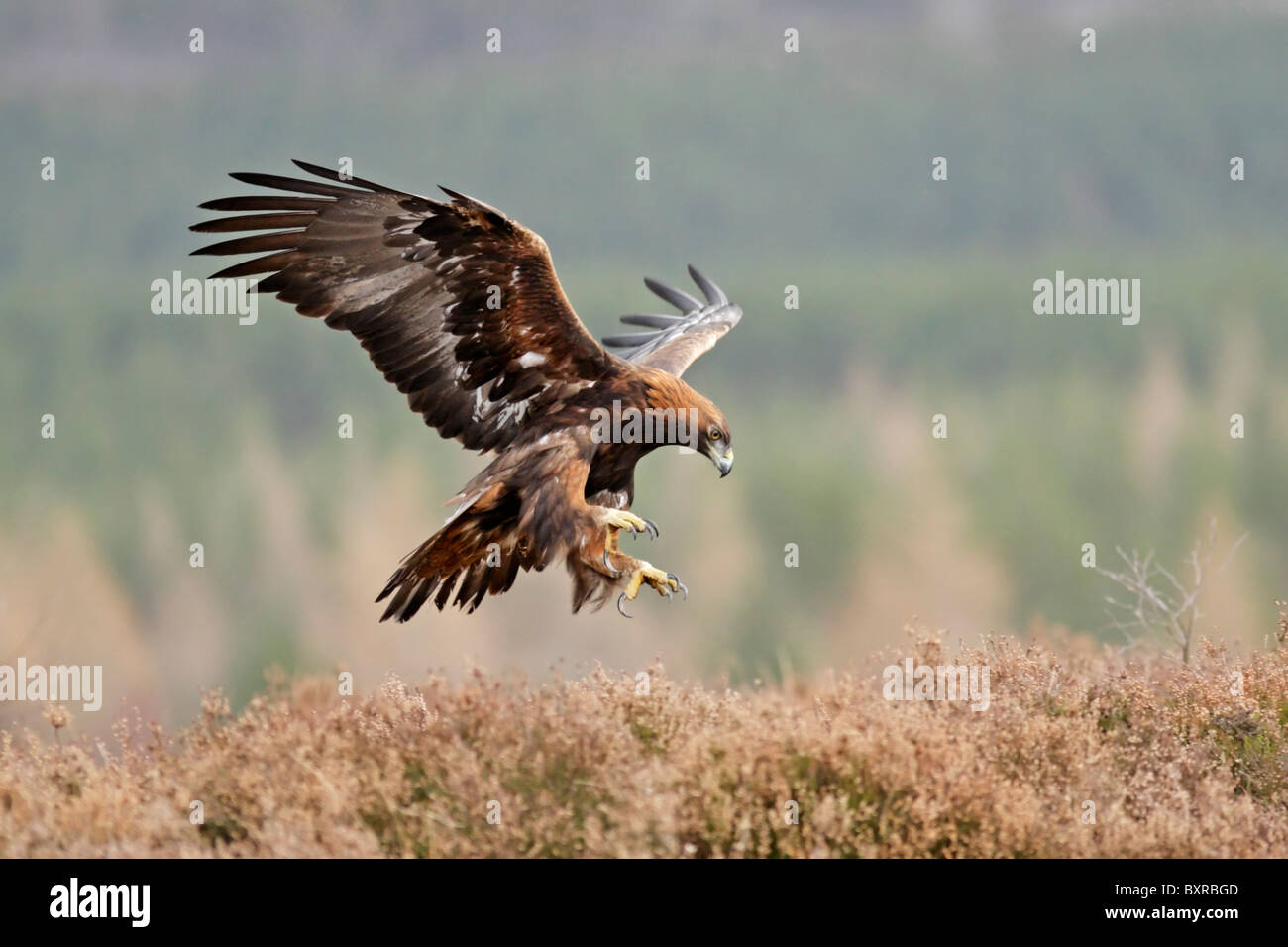 Aquila reale (Aquila chrysaetos) capretti attorno alla terra tra heather Foto Stock