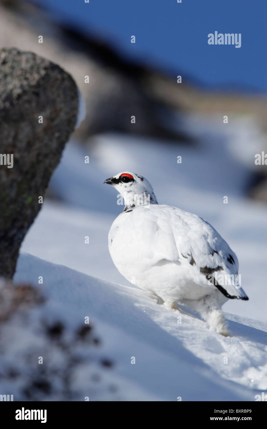 Maschio di pernice bianca (Lapogus muta) che mostra la livrea invernale a piedi su una coperta di neve hillside Foto Stock