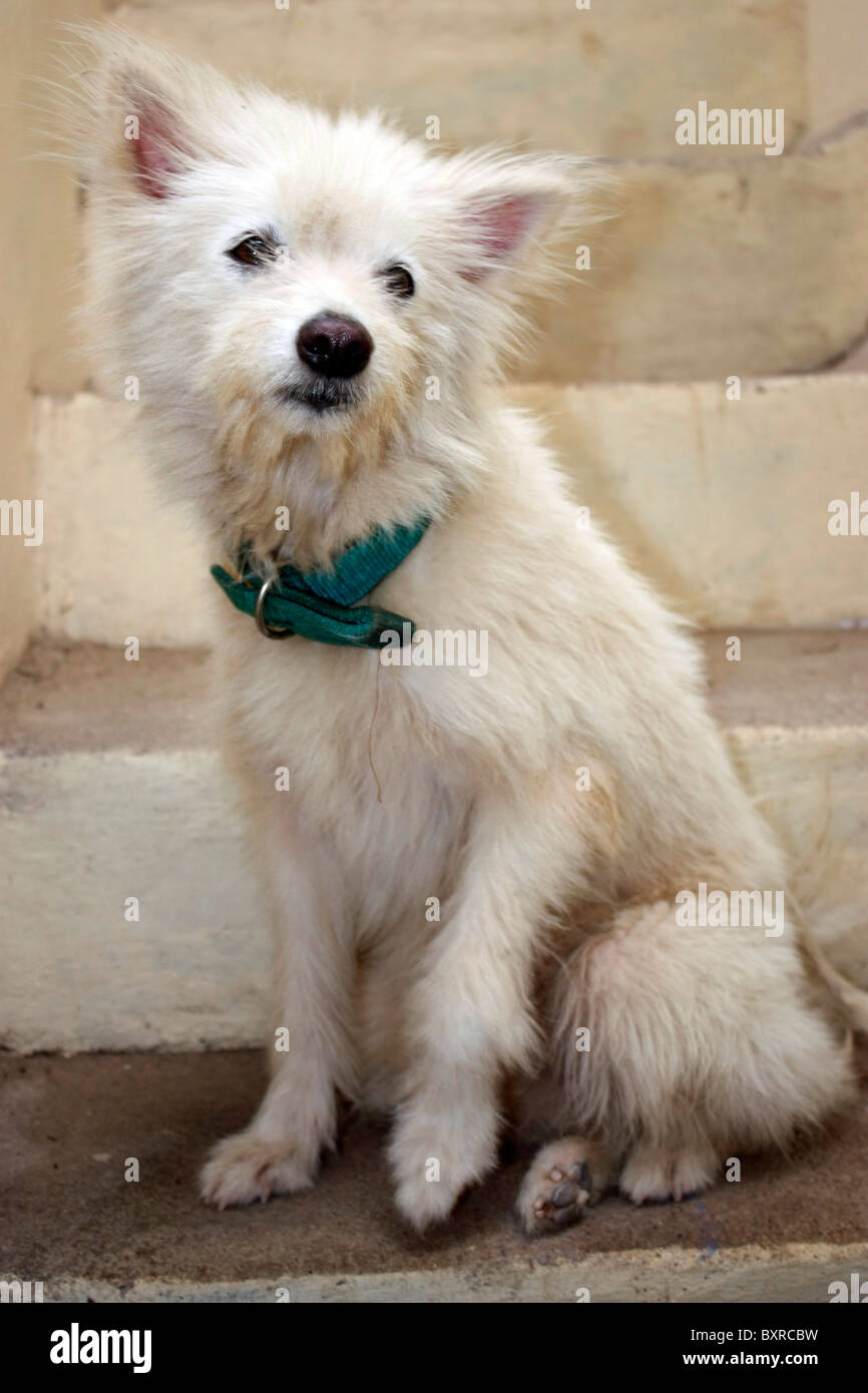 Un bianco Pomerania dog sitter con un nastro sul suo collo Foto Stock