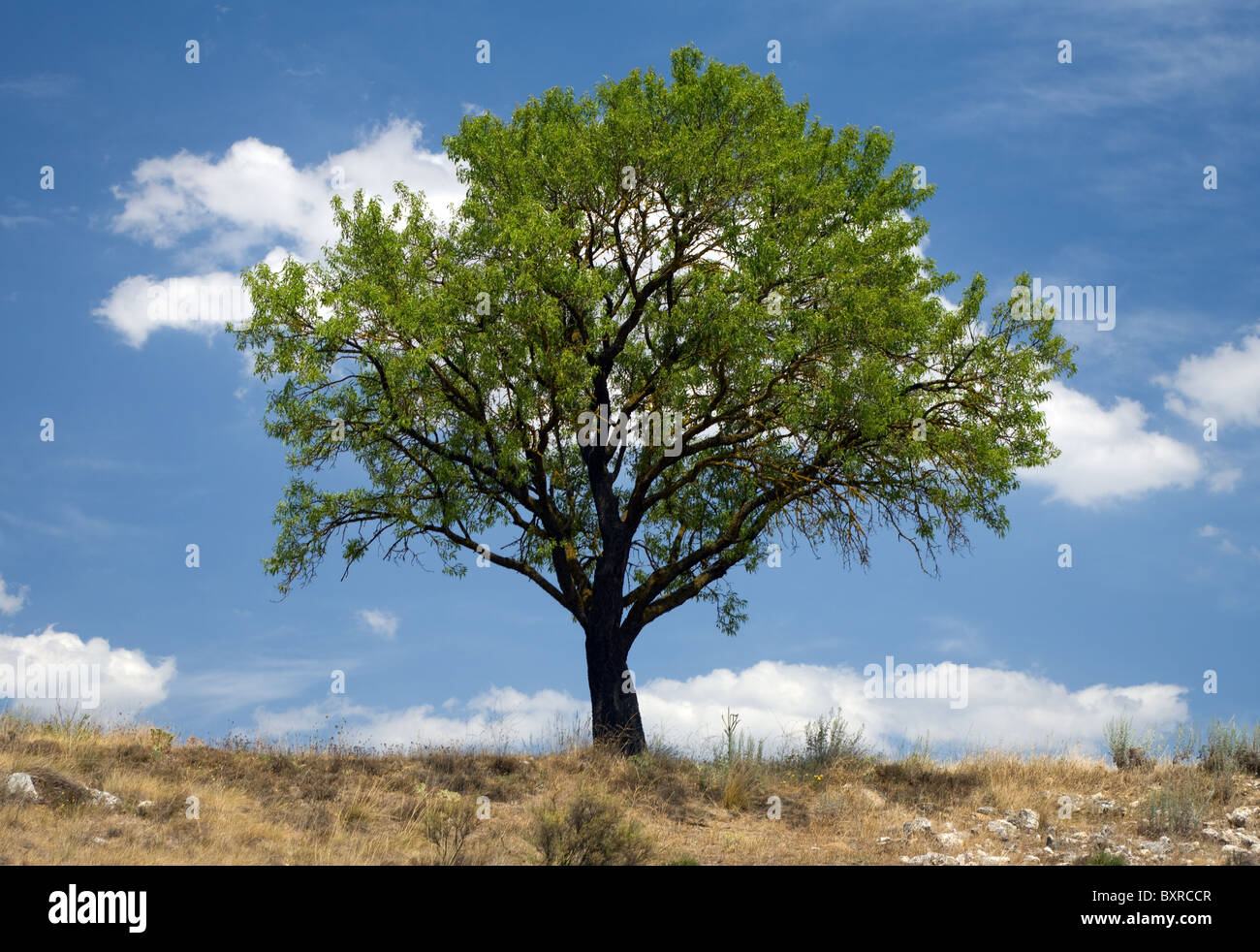 Un mandorlo sulla pianura spagnola nella regione di Burgos Foto Stock