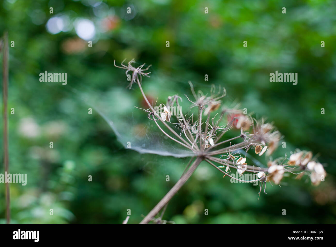 Ragnatele su una pianta morta Foto Stock