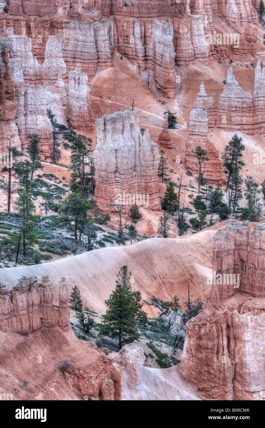 HDR o high dynamic range immagine di pini e colorate pareti del canyon nel Parco Nazionale di Bryce Canyon, Utah Foto Stock