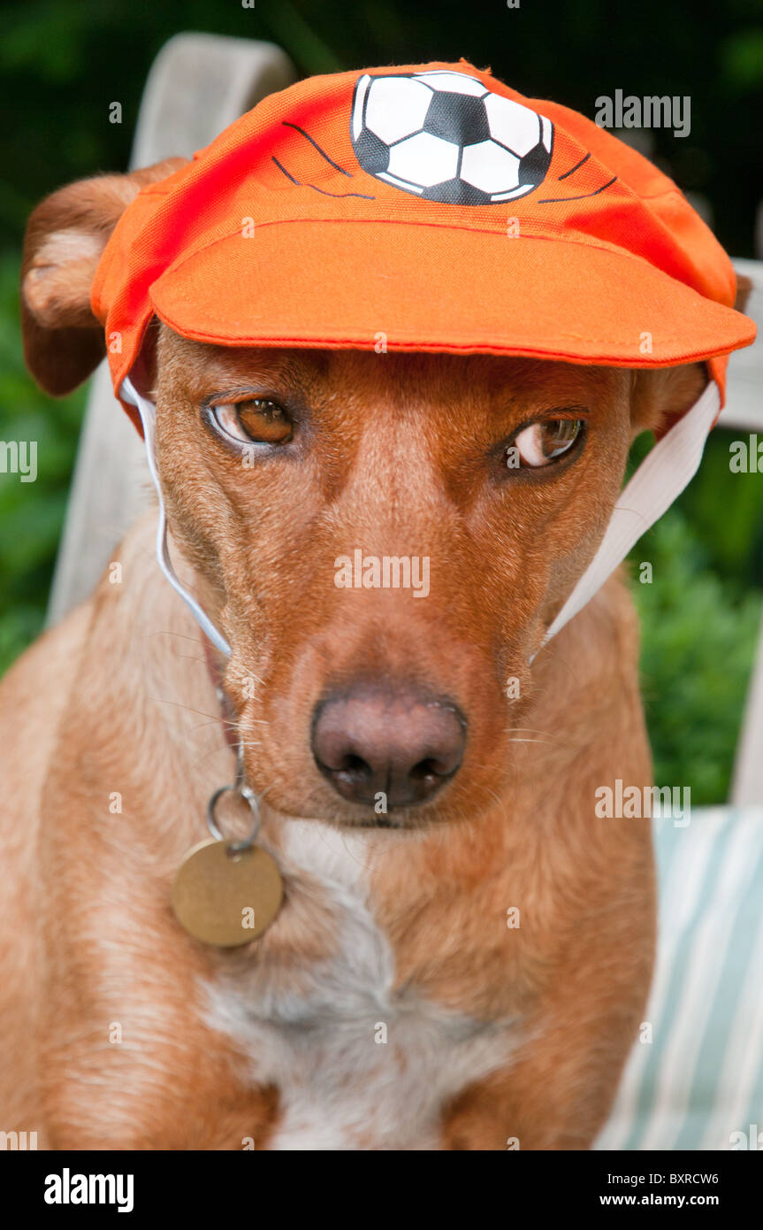 Ritratto di un cane olandese come tifoso di calcio Foto Stock