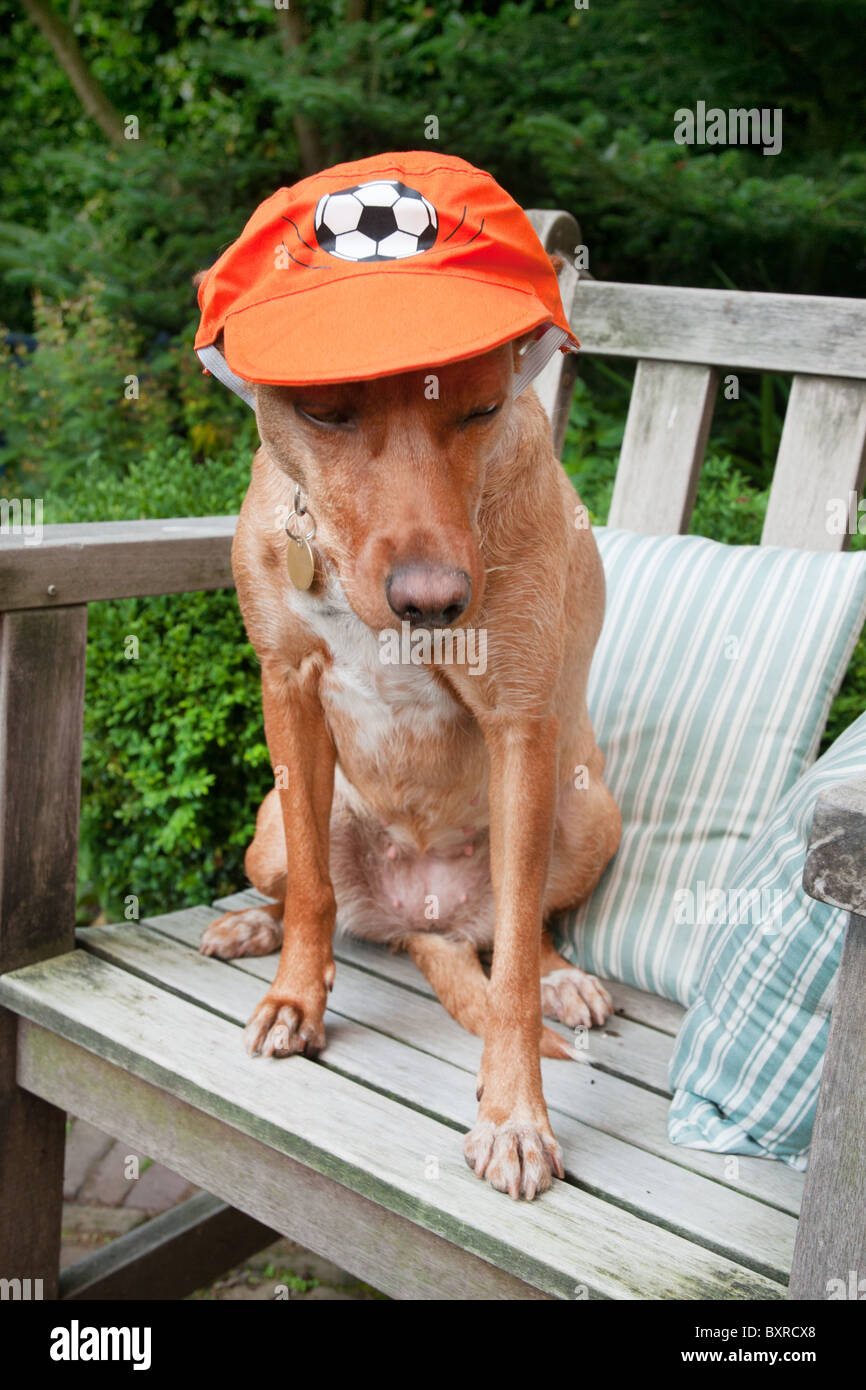 Ritratto di un cane olandese come tifoso di calcio Foto Stock