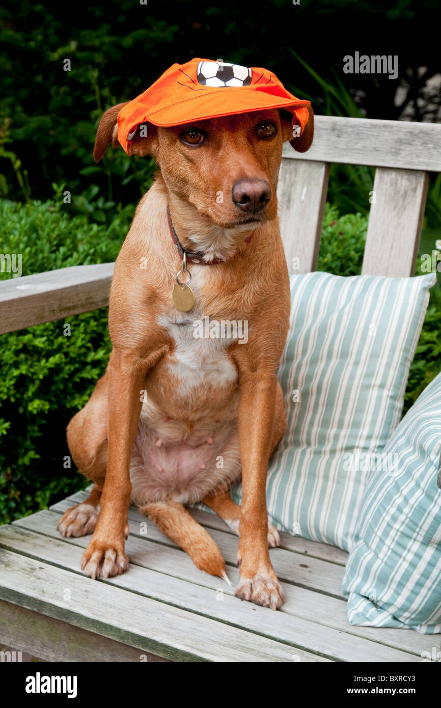 Il cane è il supporto del calcio olandese in arancione Foto Stock