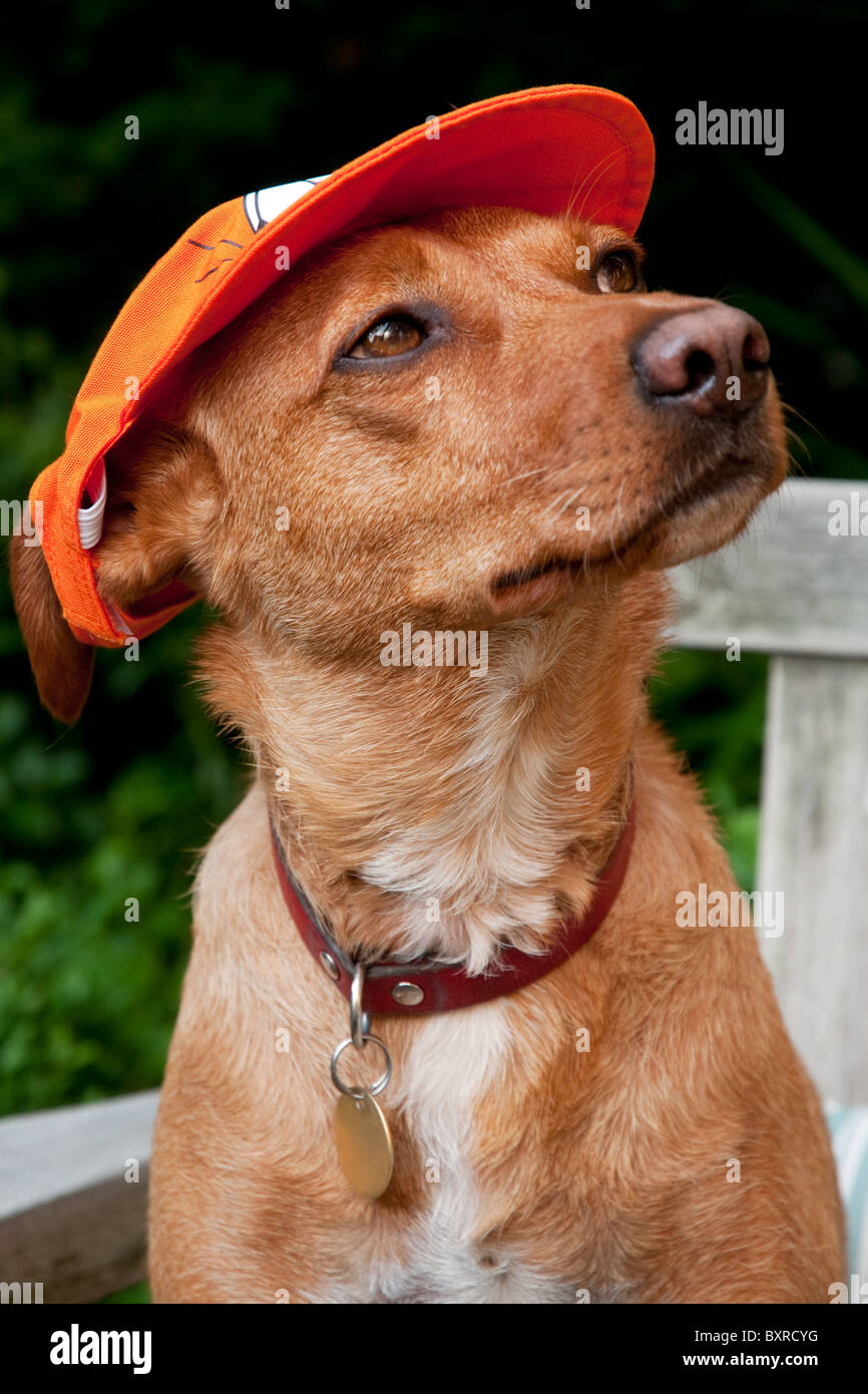 Il cane è il supporto del calcio olandese in arancione Foto Stock
