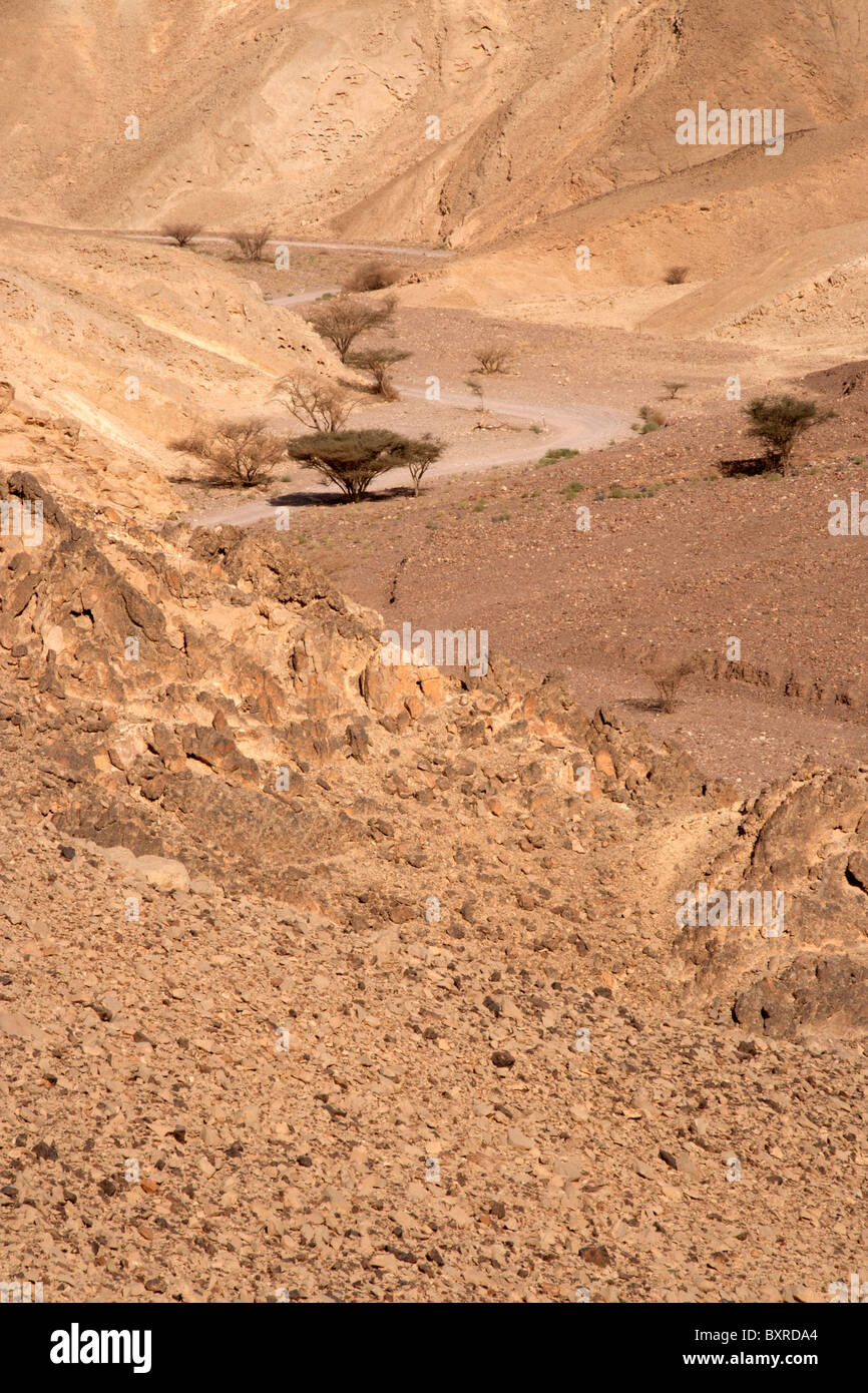 Gli alberi di acacia nel deserto del Negev Foto Stock