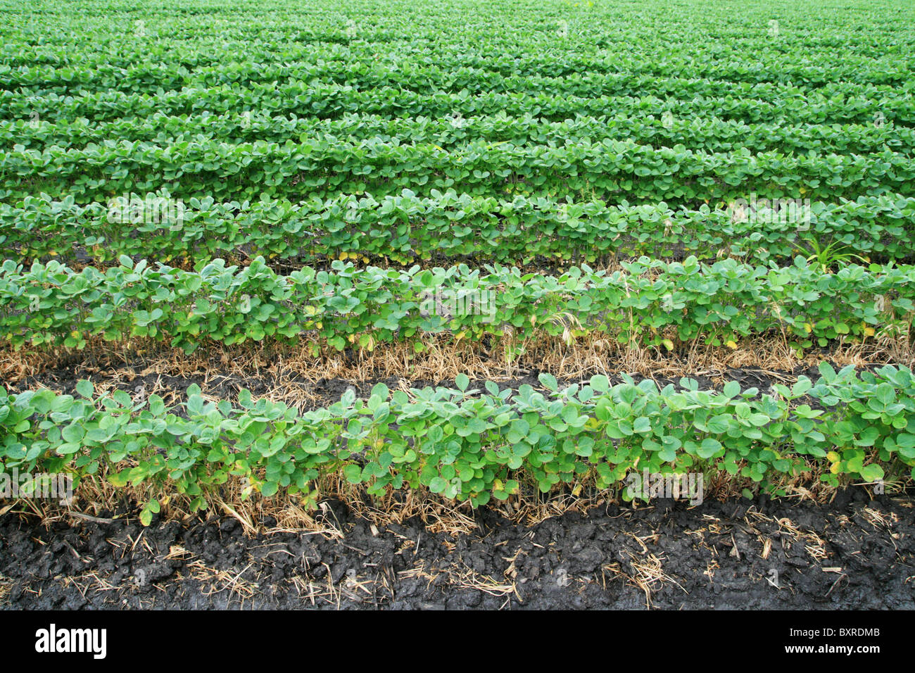 Campo di soia con righe orizzontali di semi di soia Semi di piante in dark suolo bagnato Foto Stock