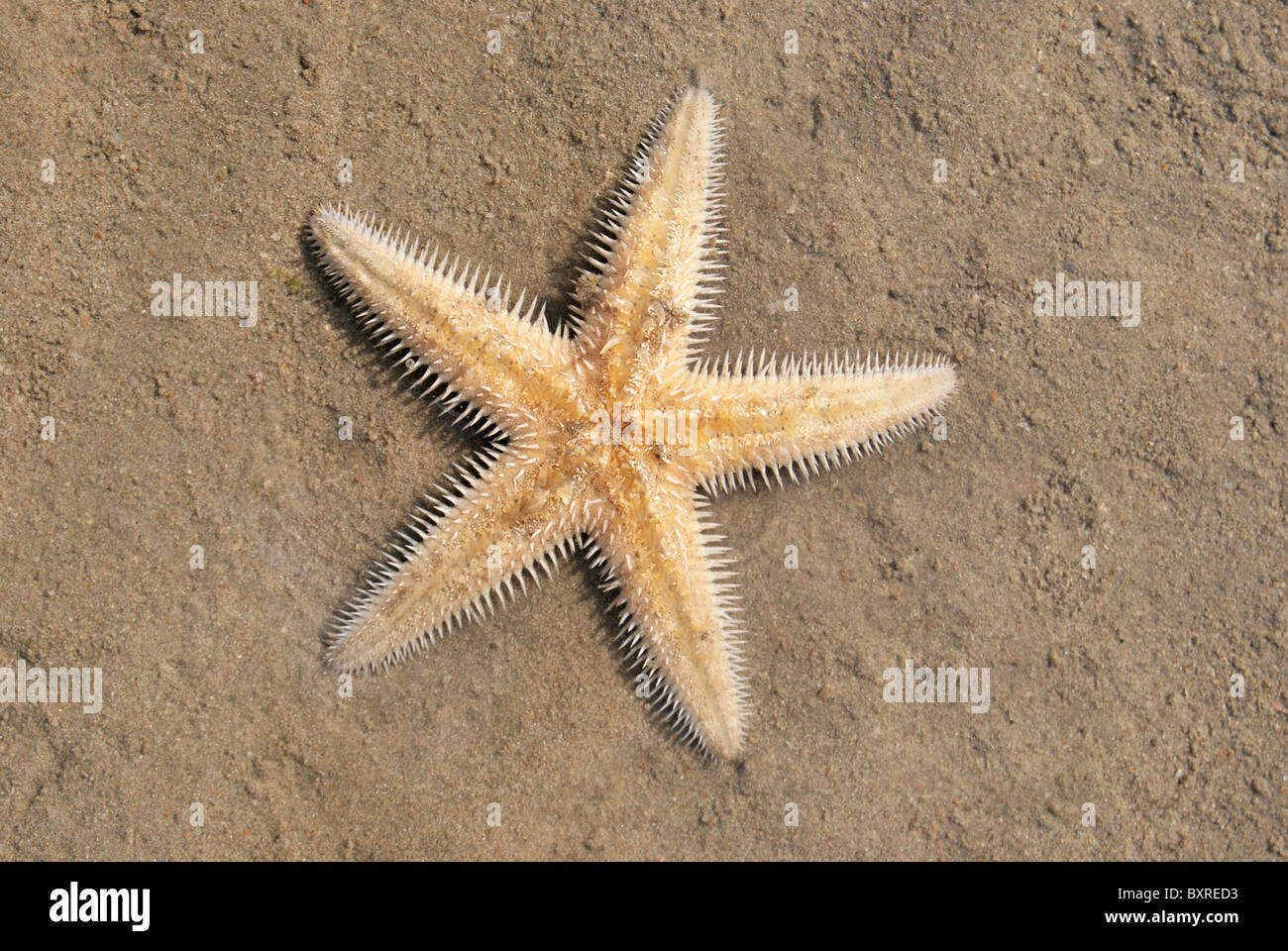 Starfish Beyt Dwarka Foto Stock