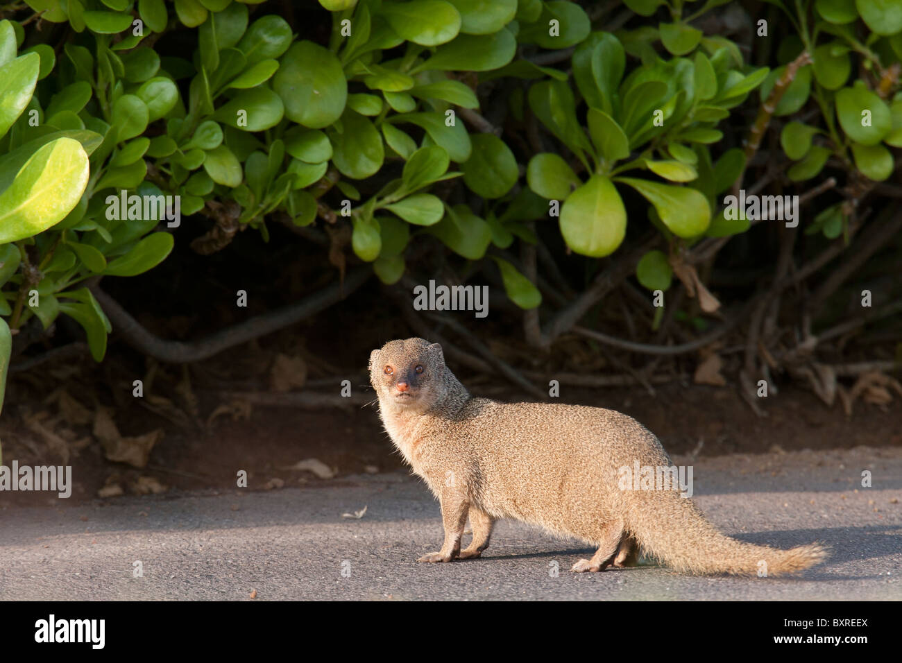 La mangusta (Herpestes javanicus) aggirava i motivi del Waikoloa Beach Marriott Resort & Spa in Hawaii. Foto Stock