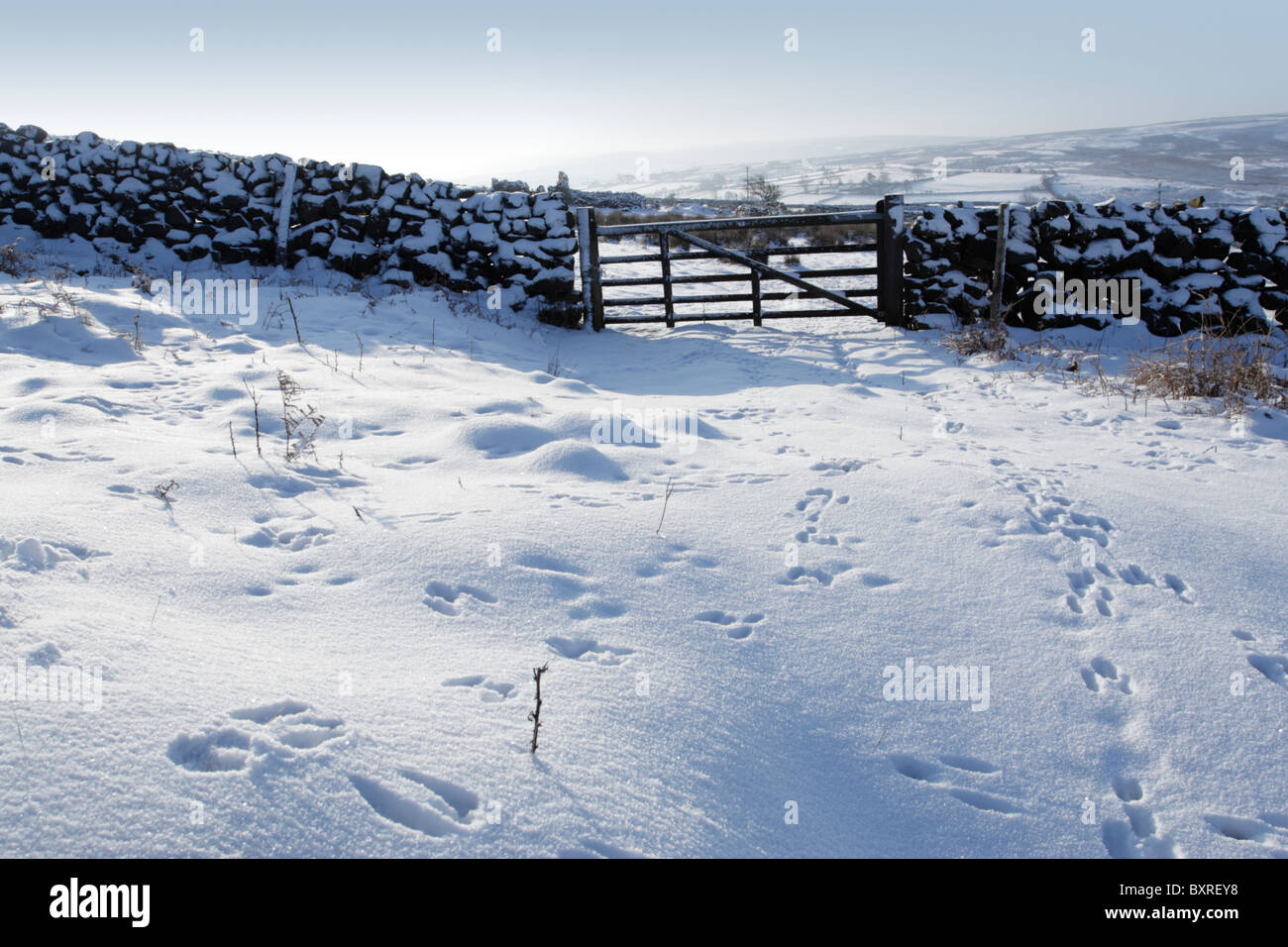 Conigli e pecore tracce nella neve vicino a un muro di pietra e il cancello di legno Foto Stock