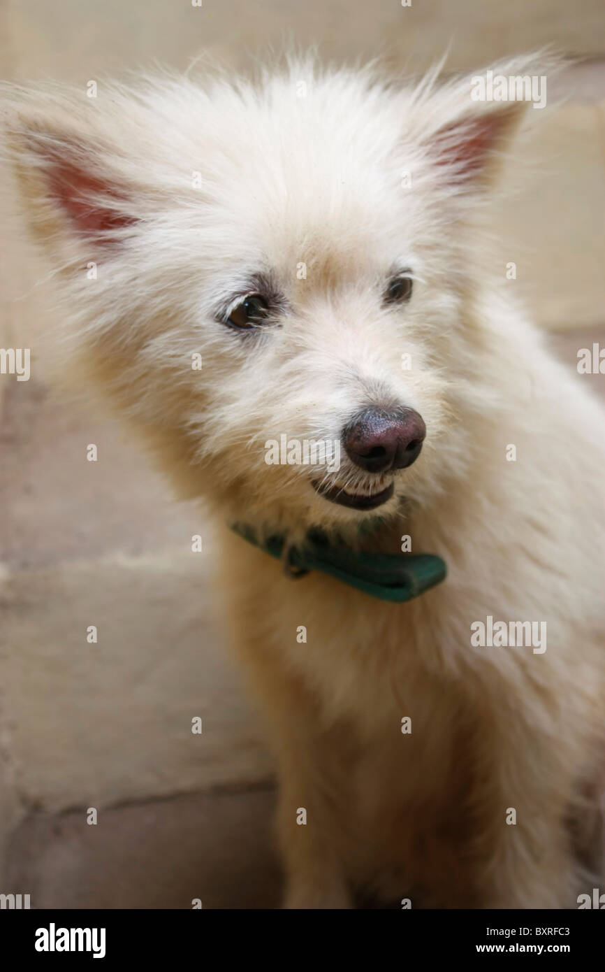 Un bianco Pomerania dog sitter con un nastro sul suo collo Foto Stock