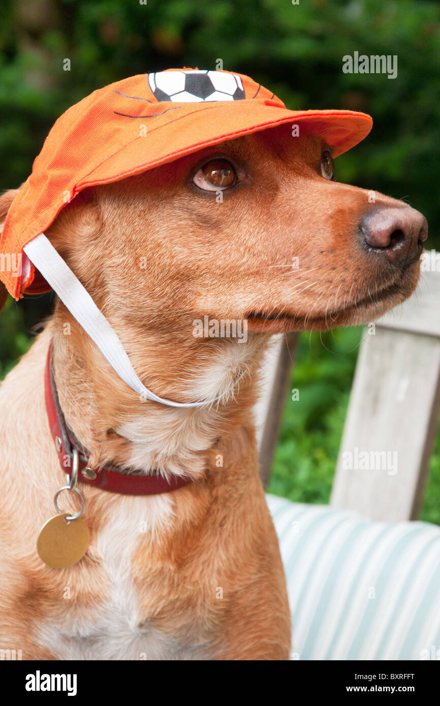 Ritratto di un cane olandese come tifoso di calcio Foto Stock