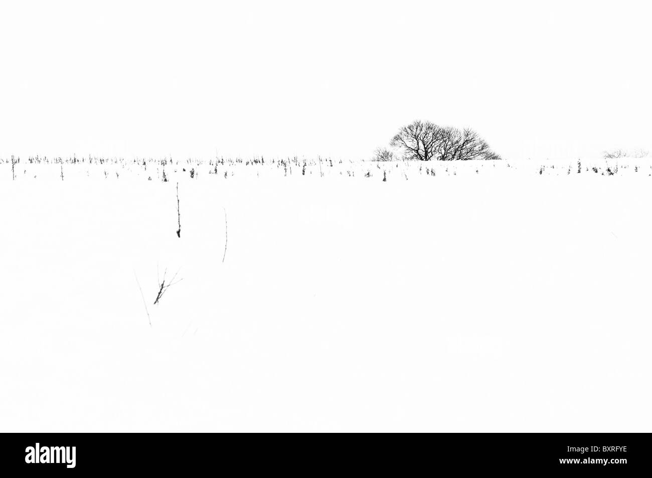 Il campo coperto di neve con la parte superiore della struttura ad albero in background. Foto Stock