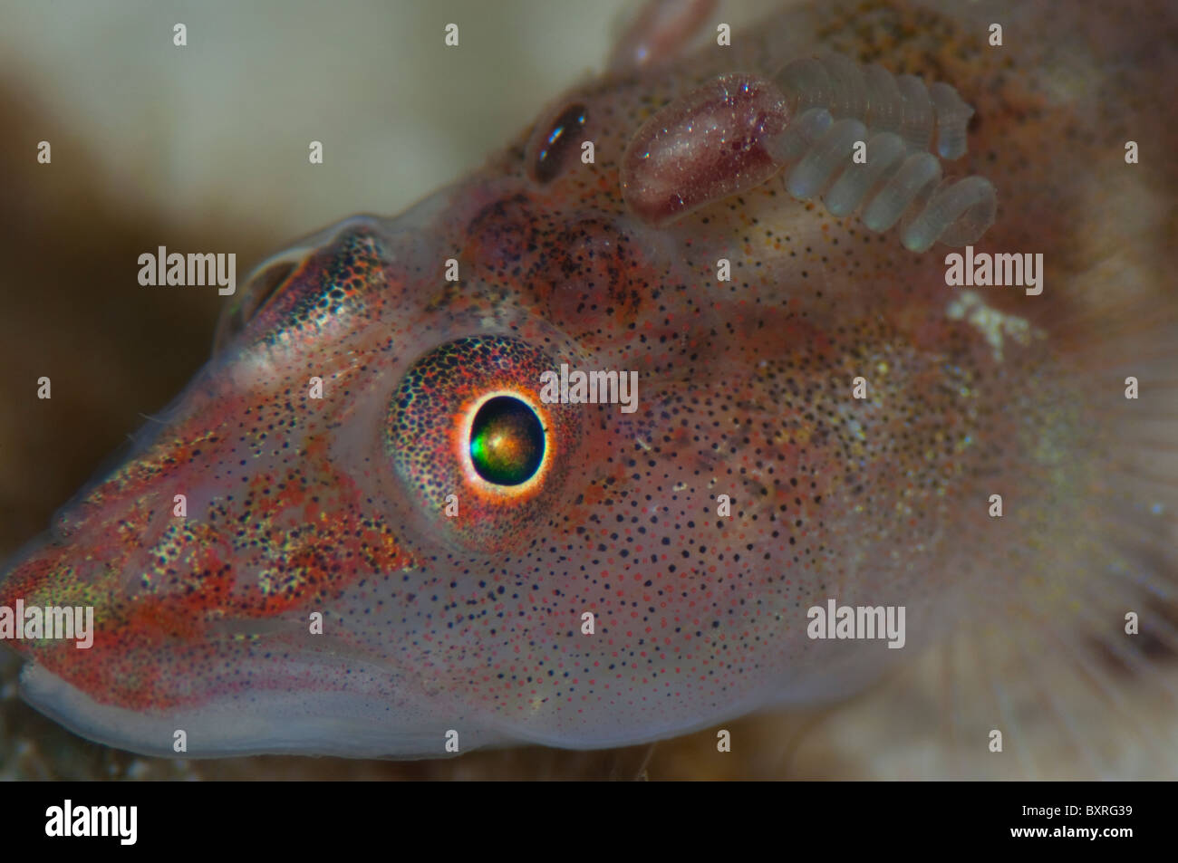 Wolfsnout ghiozzo, Luposicya lupus, con Copepod attaccato, spiralatura condotti di uovo di Copepod visibile, Lankayan, Sabah, Malaysia. Foto Stock