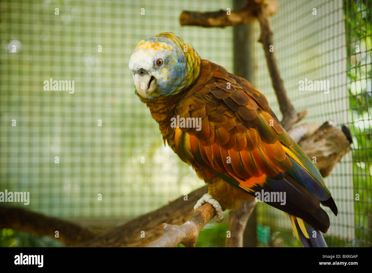 St Vincent parrot, specie in via di estinzione Foto Stock
