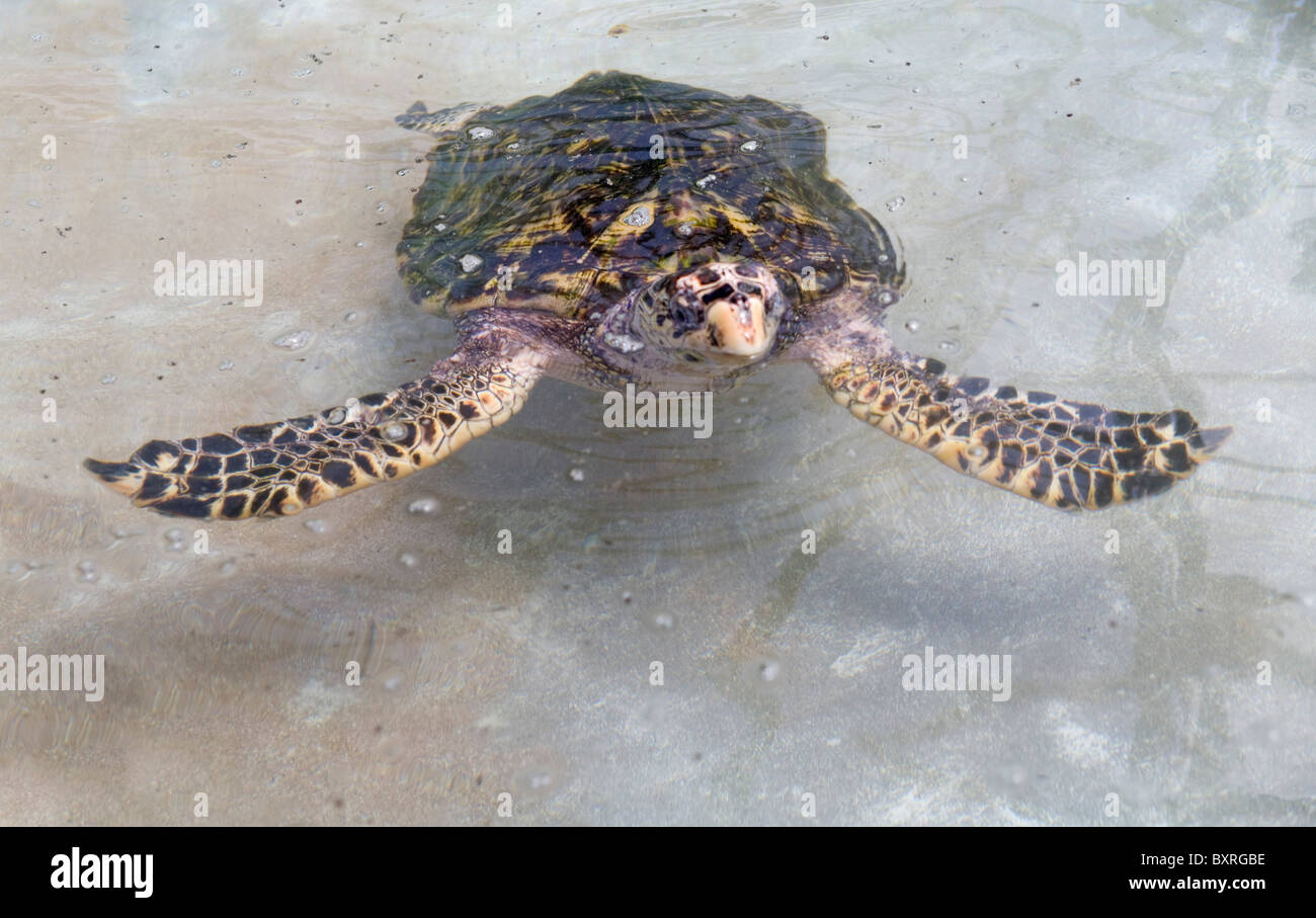 Tartaruga embricata nuoto. Il vecchio Hegg Turtle Santuario, Bequia Foto Stock