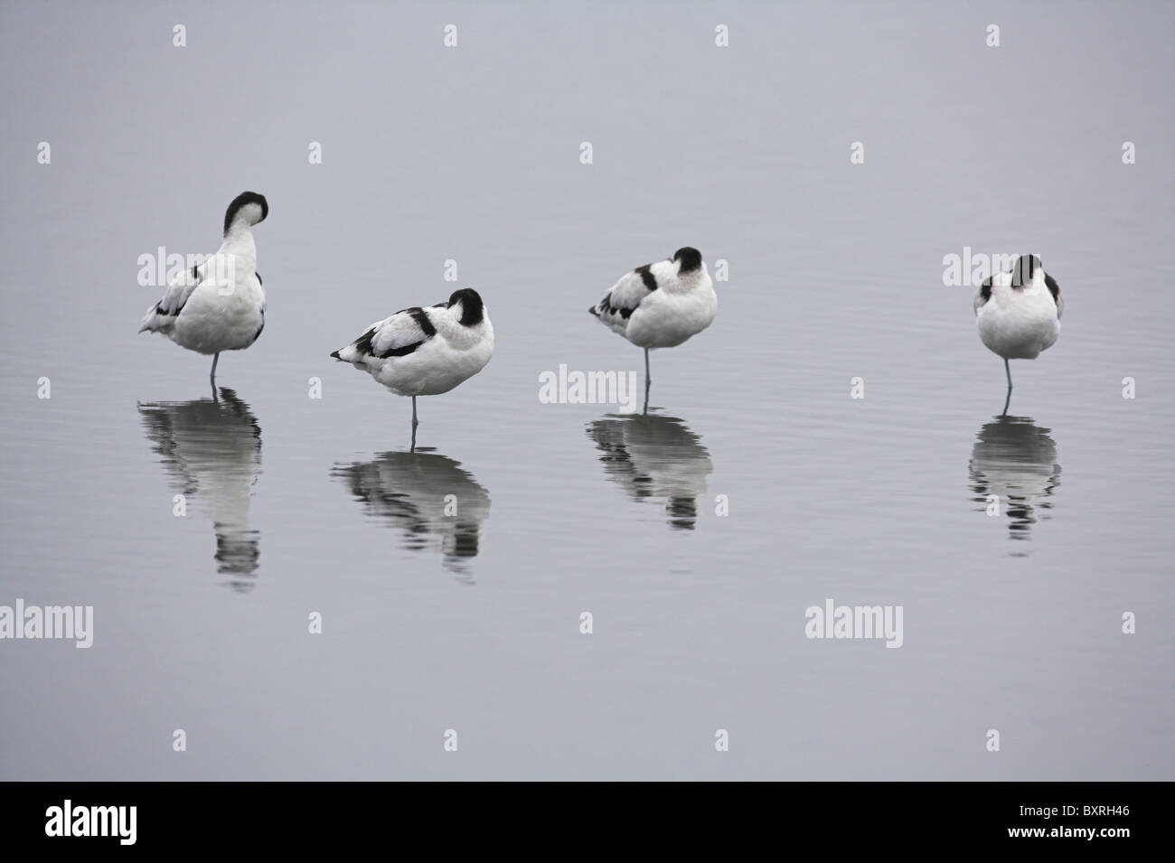 Pied Avocetta Recurvirostra avosetta sono ' appollaiati sulla laguna poco profonda a Brownsea Island, Dorset in ottobre. Foto Stock