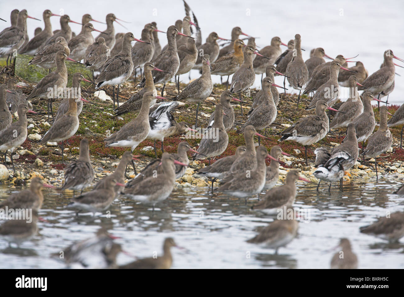 Nero-tailed Godwit Limosa limosa sono ' appollaiati gregge sulla laguna poco profonda a Brownsea Island, Dorset in ottobre. Foto Stock