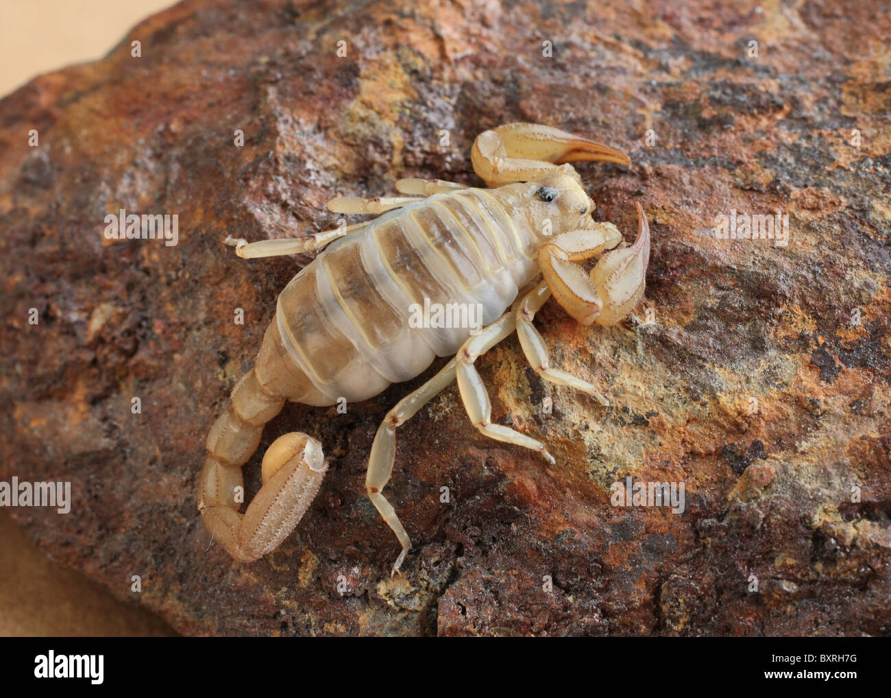 American Desert Scorpion in piedi su una roccia vicino fino Foto Stock