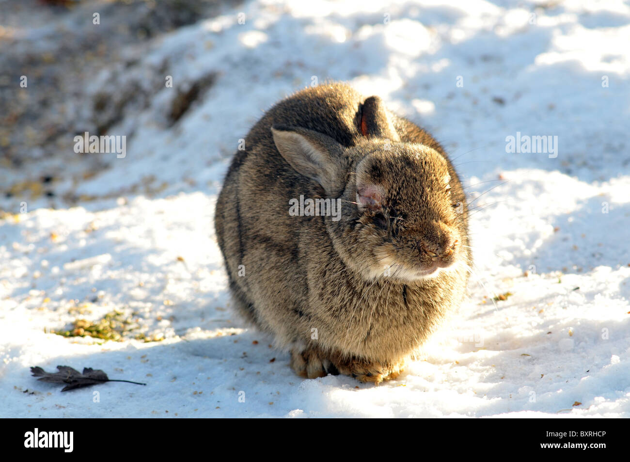 Un coniglio selvatico close up di un sistema avanzato di caso di mixomatosi in un giardino inglese durante il periodo invernale Foto Stock