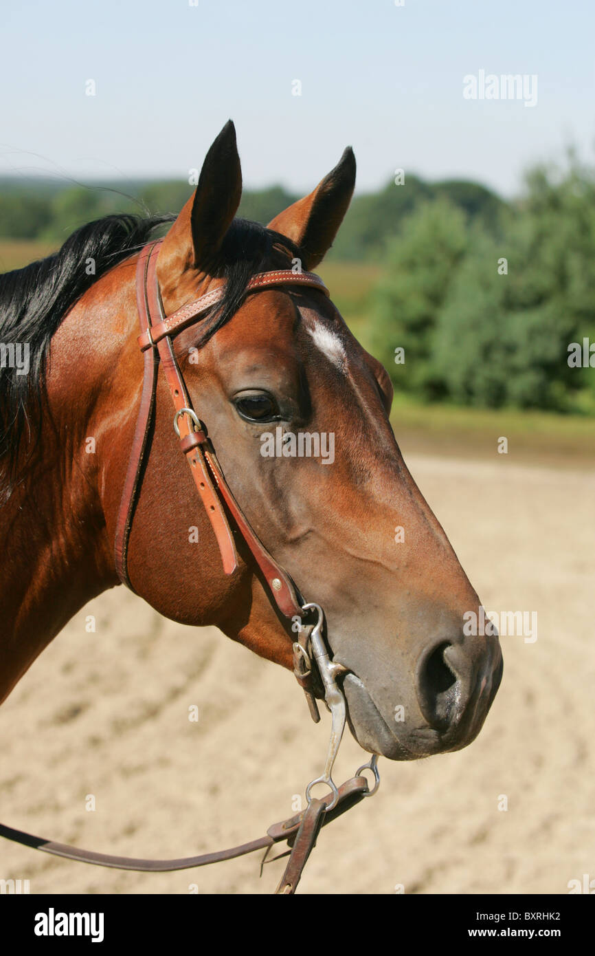 Cavallo che indossa Western briglia Foto Stock