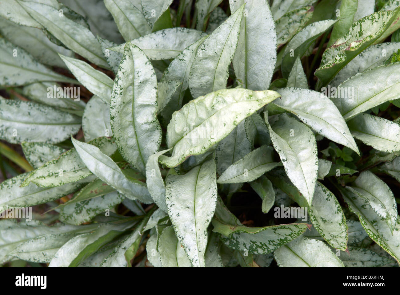 Pulmonaria Diana Clare' (Lungwort), chiazzato pallido verde argenteo delle foglie, close-up Foto Stock